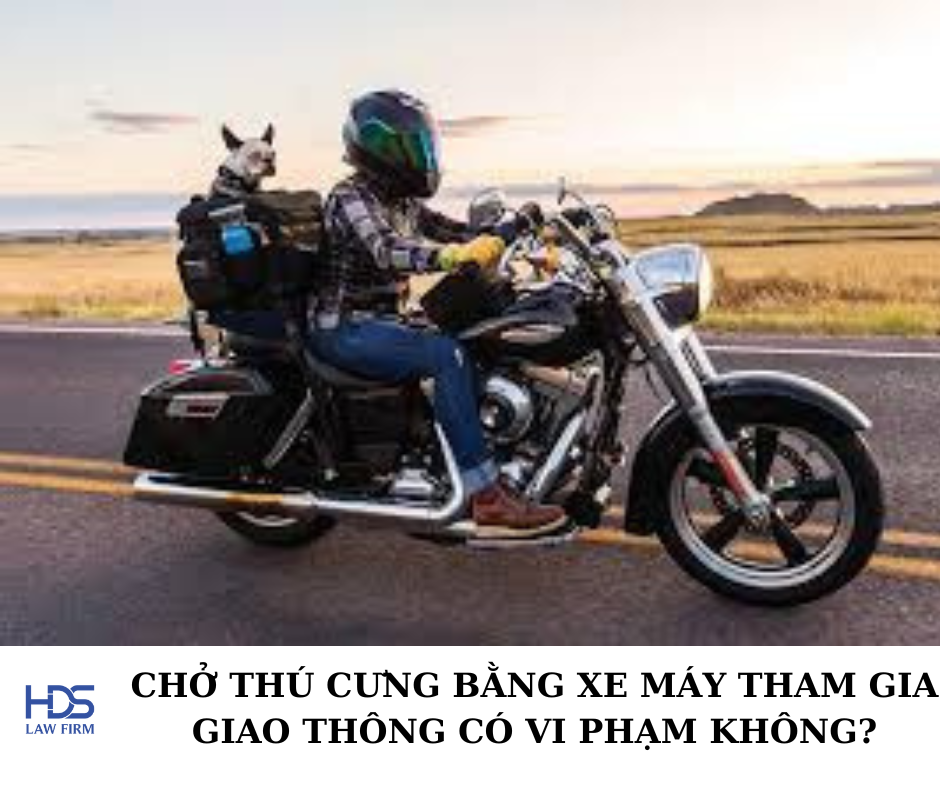 Chở thú cưng bằng xe máy tham gia giao thông có vi phạm không?