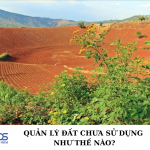 Quản lý đất chưa sử dụng như thế nào?